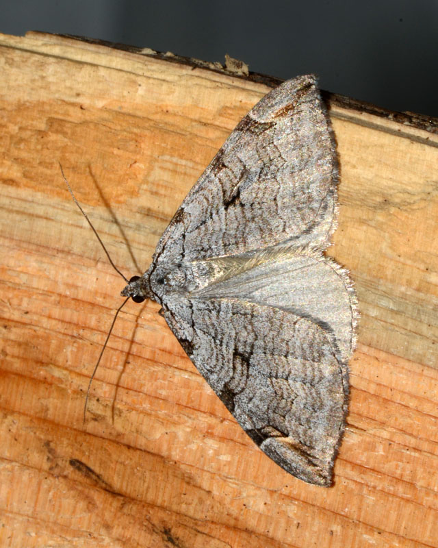 Geometridae Aplocera plagiata ?